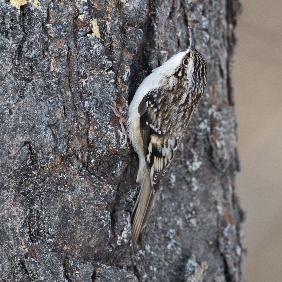 Gerri-txori amerikarra - ML646989858