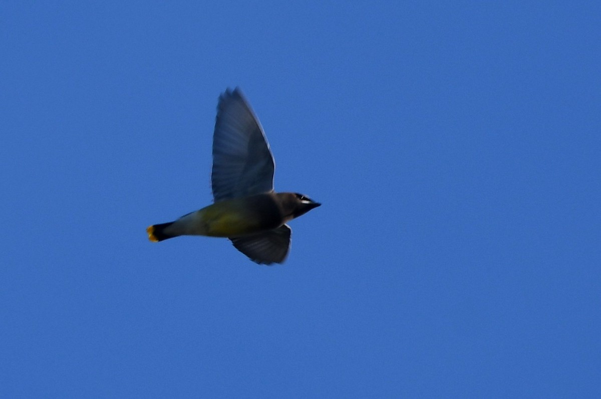 einersidensvans - ML646989859