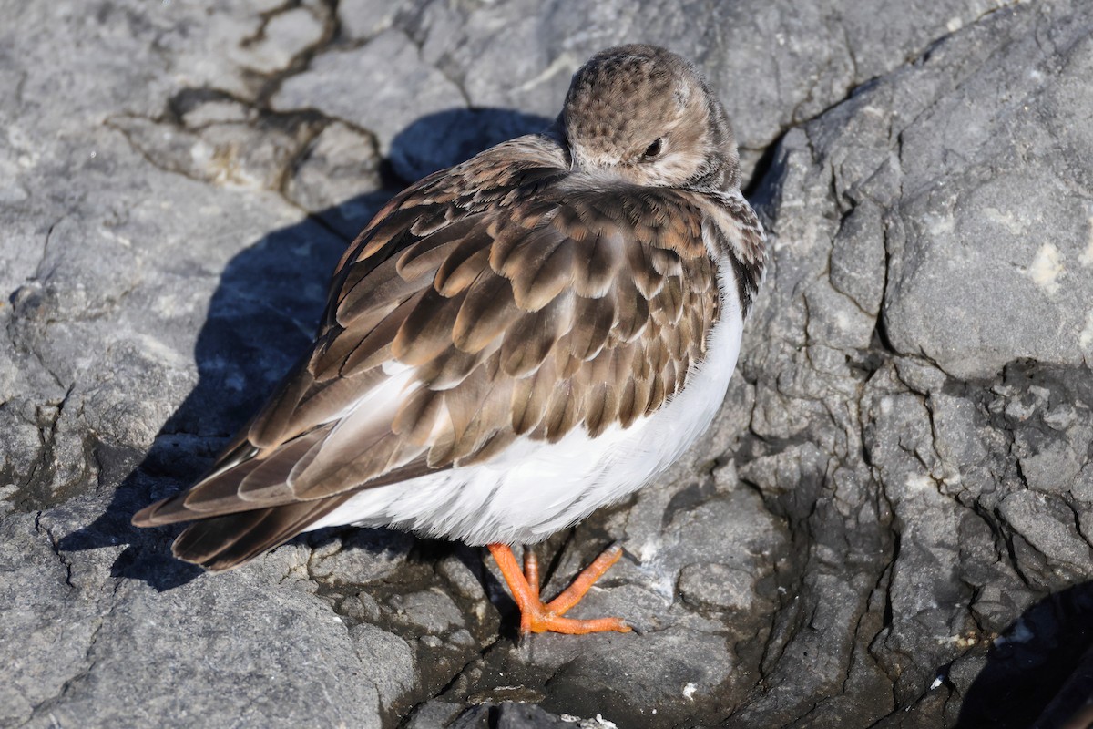 kamenáček pestrý - ML646989861