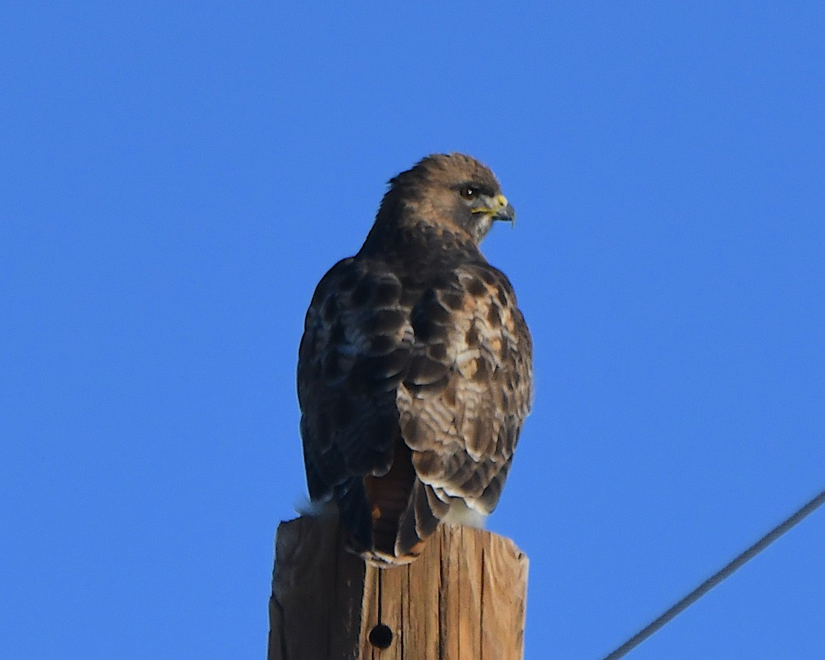 rødstjertvåk - ML646989862