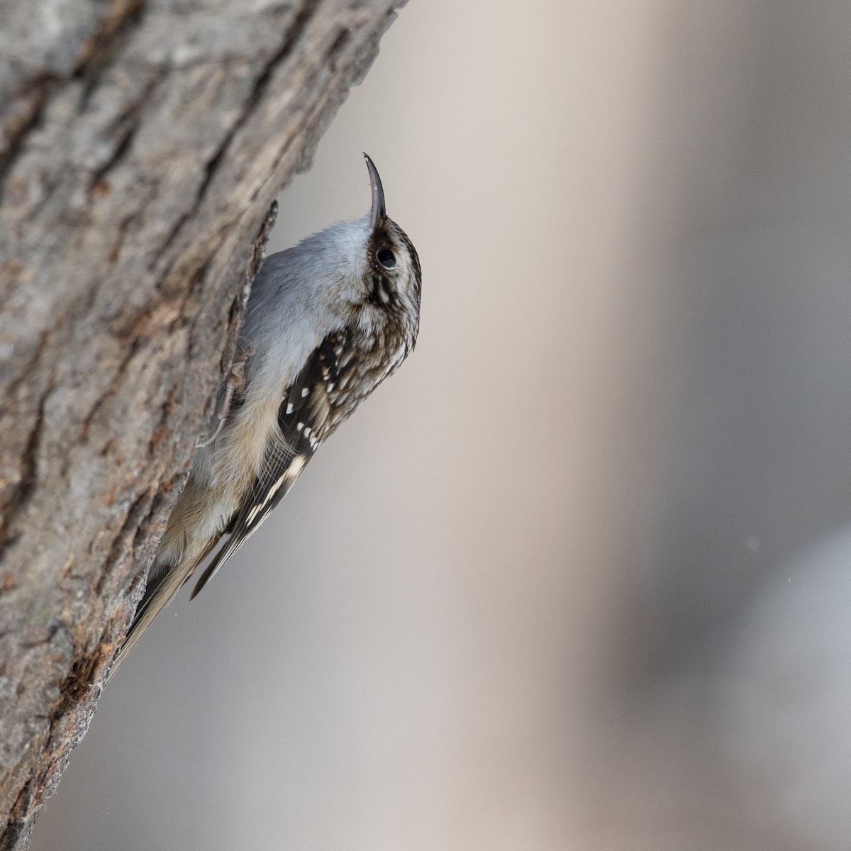 Gerri-txori amerikarra - ML646989864