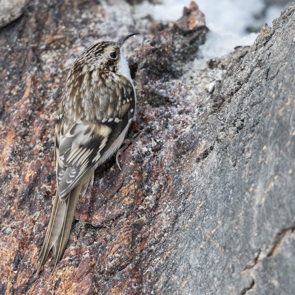 Gerri-txori amerikarra - ML646989866