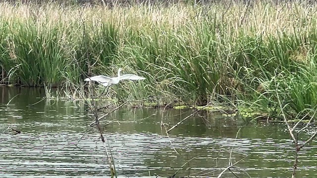 Büyük Ak Balıkçıl - ML646989869