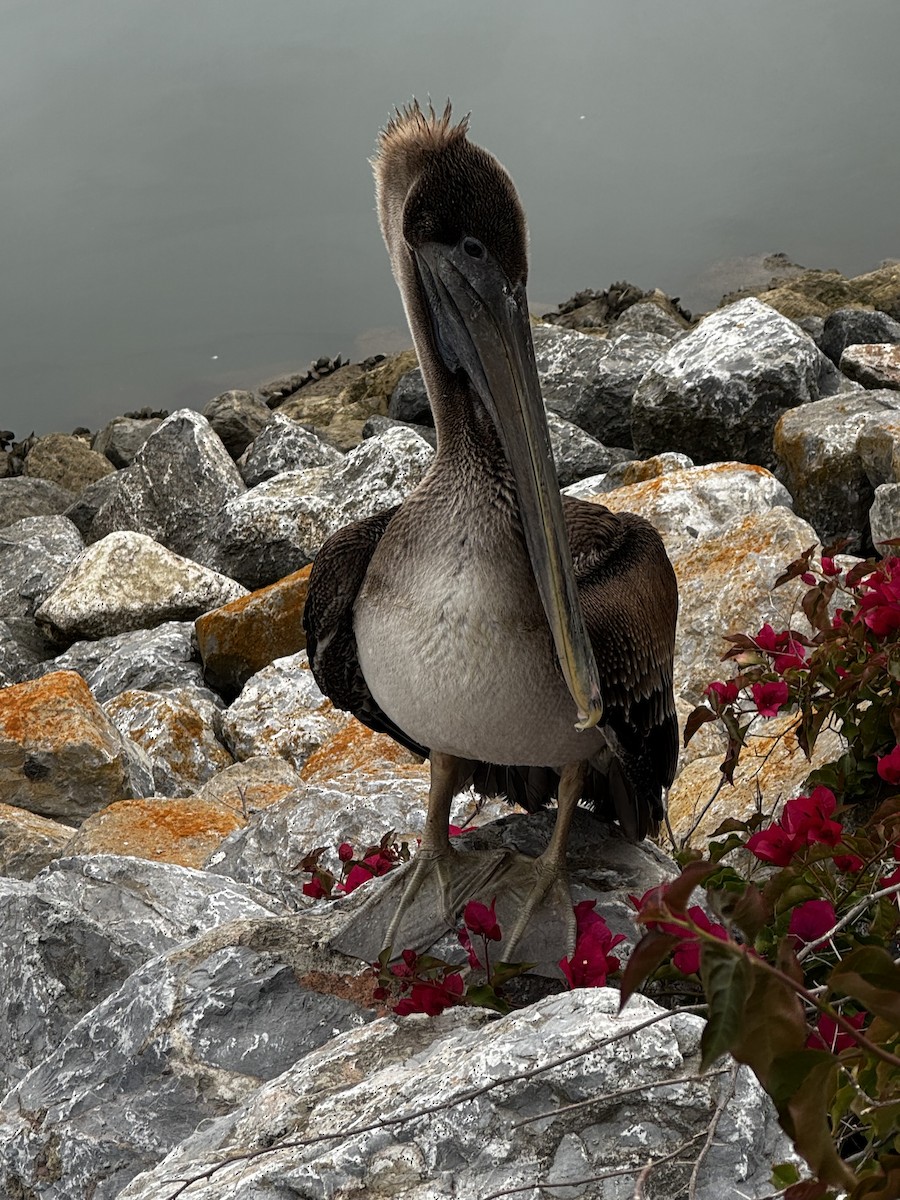 Brown Pelican - ML646989872