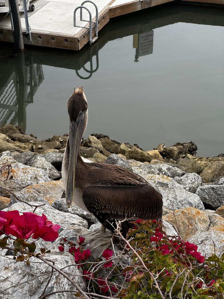 Brown Pelican - ML646989873