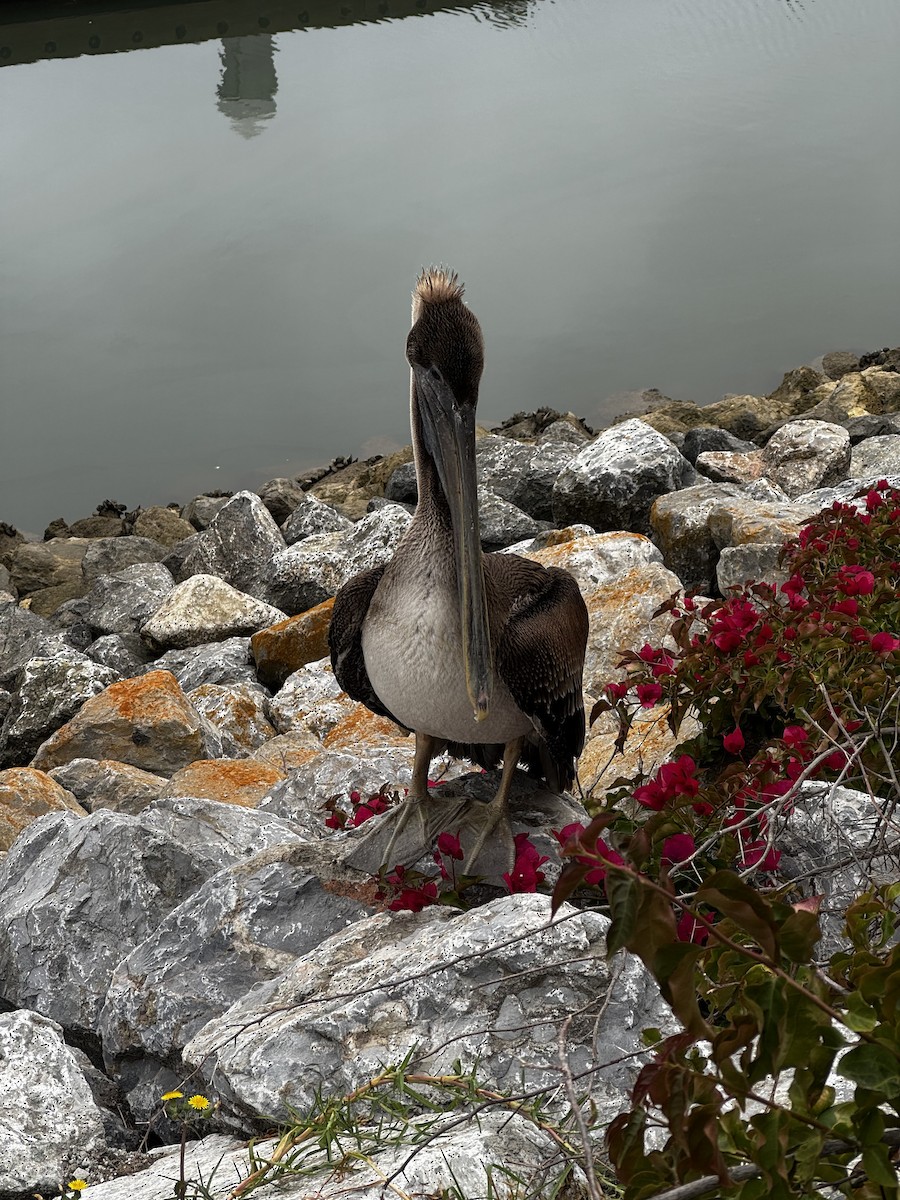 Brown Pelican - ML646989874