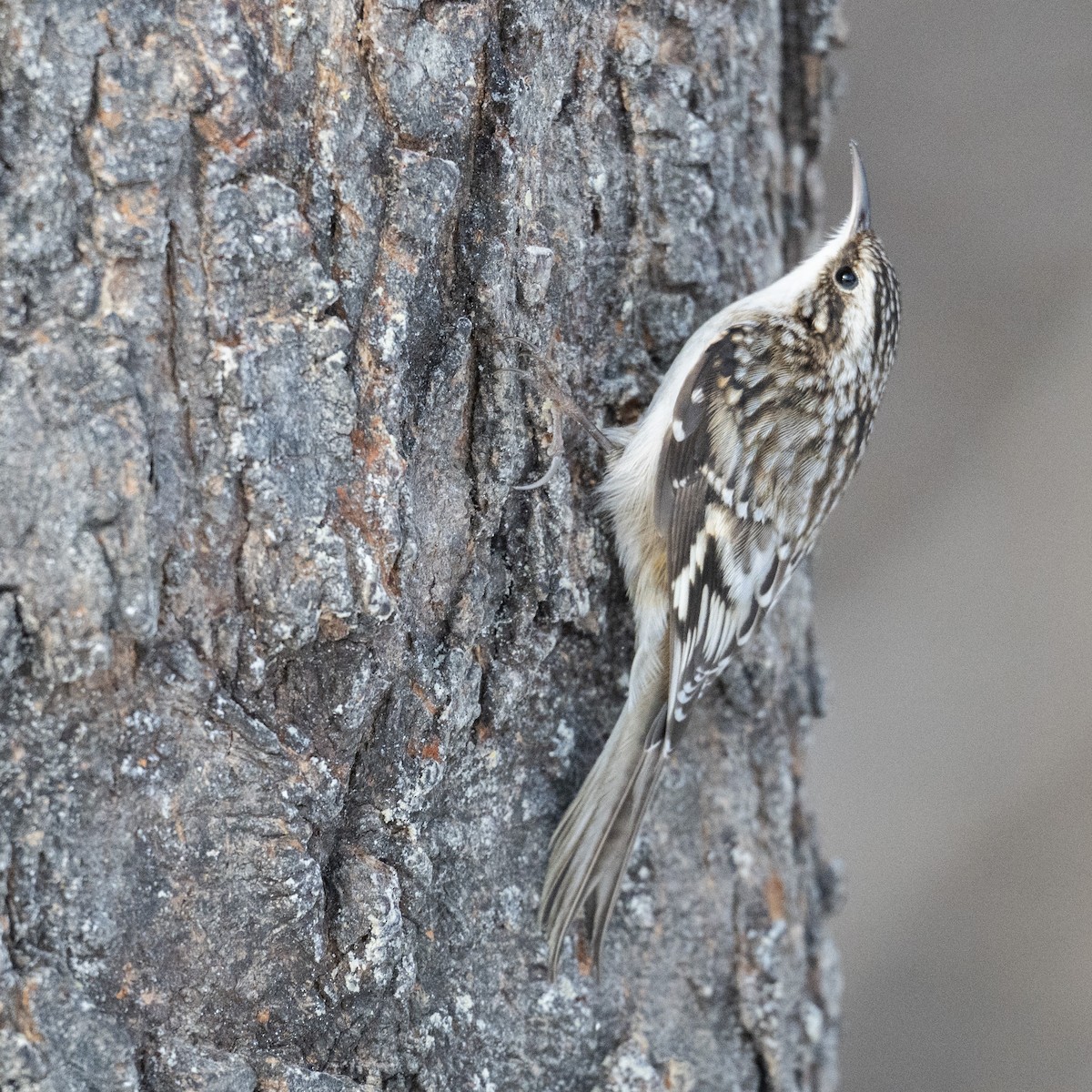 Gerri-txori amerikarra - ML646989879