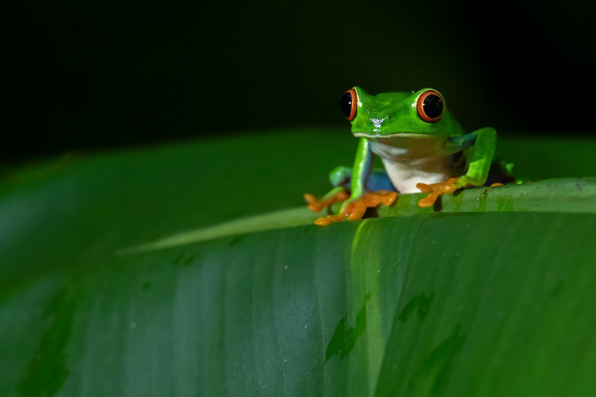 Red-eyed Tree Frog - ML646989881