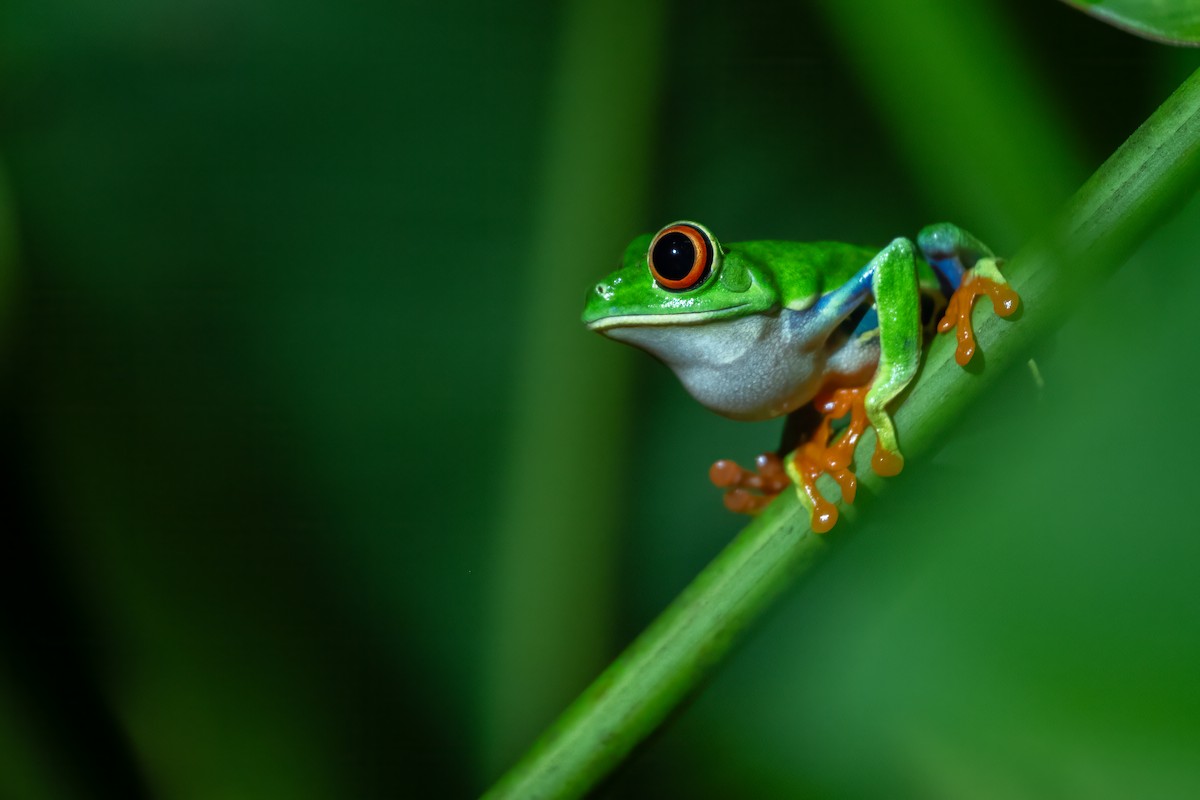 Red-eyed Tree Frog - ML646989882