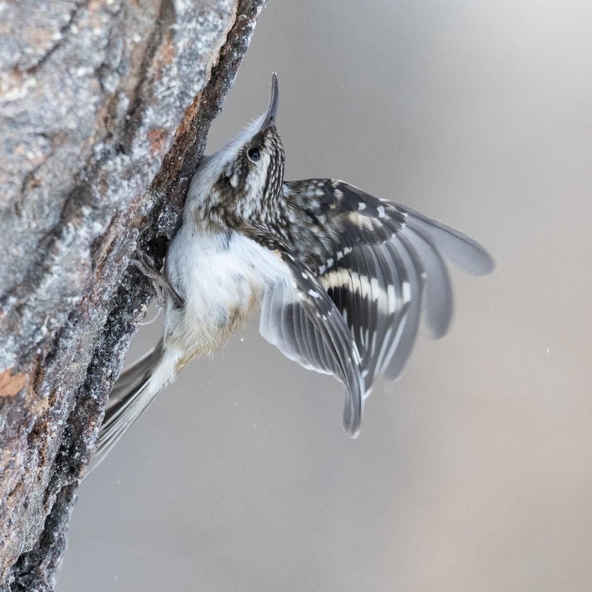 Gerri-txori amerikarra - ML646989883