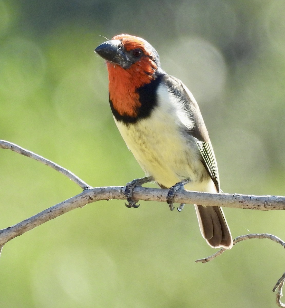 Black-collared Barbet - ML646989884