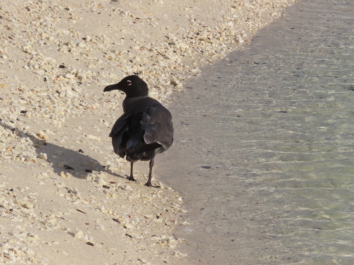 Mouette obscure - ML646989886