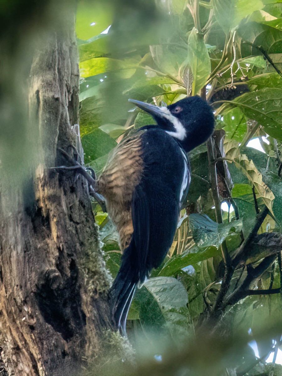 Powerful Woodpecker - ML646989891