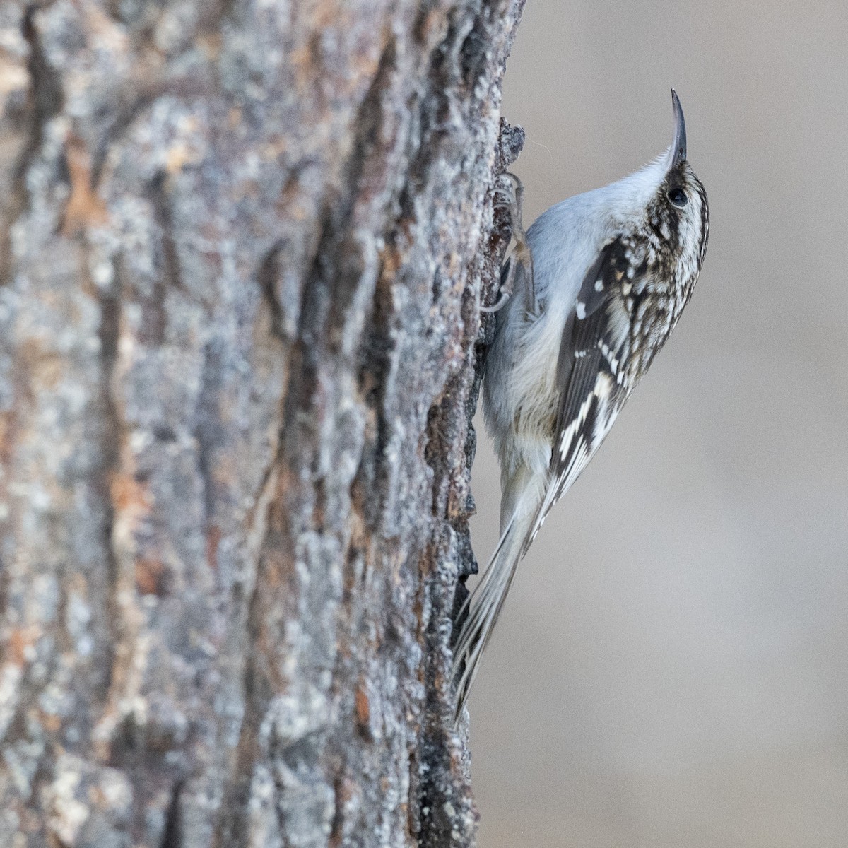 Gerri-txori amerikarra - ML646989892