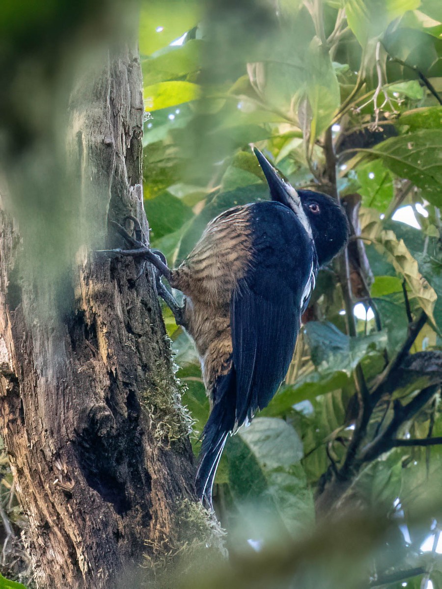 Powerful Woodpecker - ML646989893
