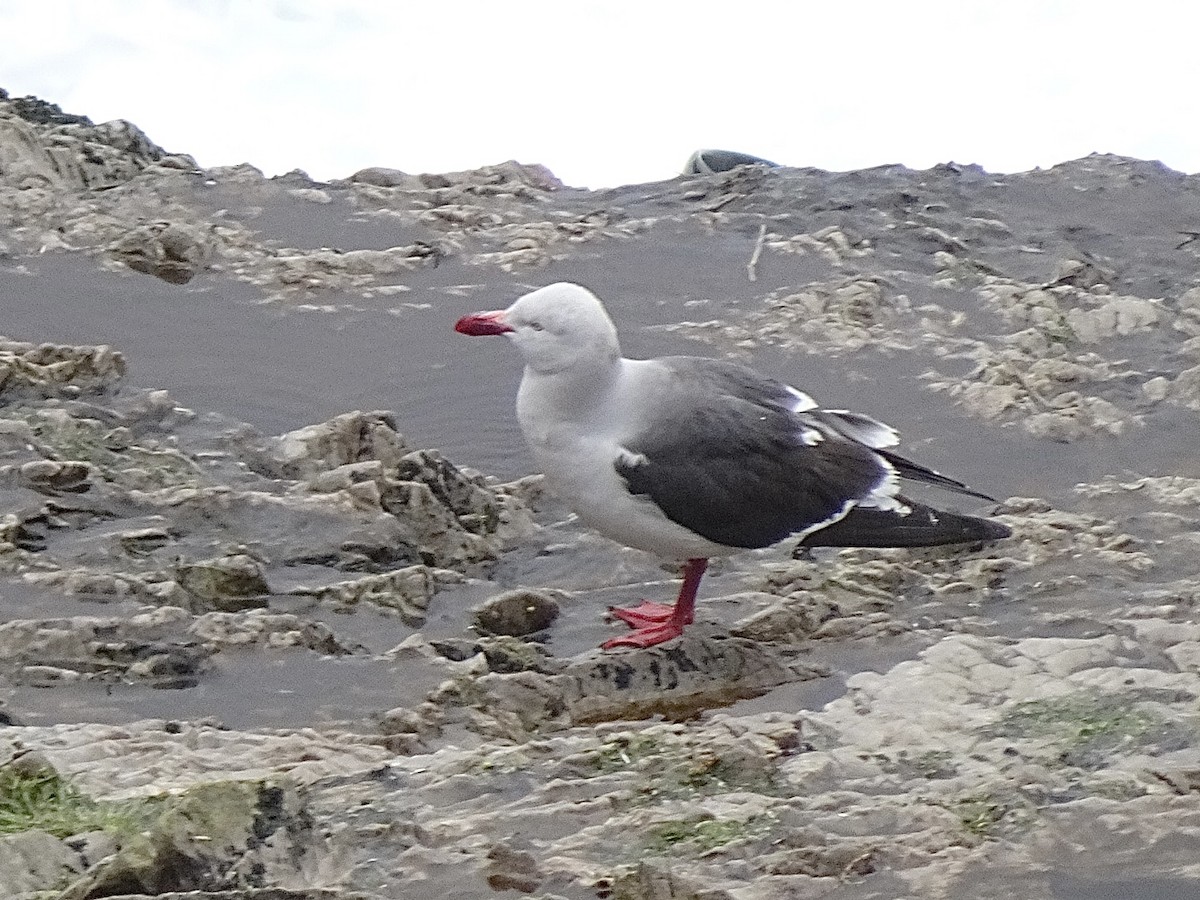 Dolphin Gull - ML646989895
