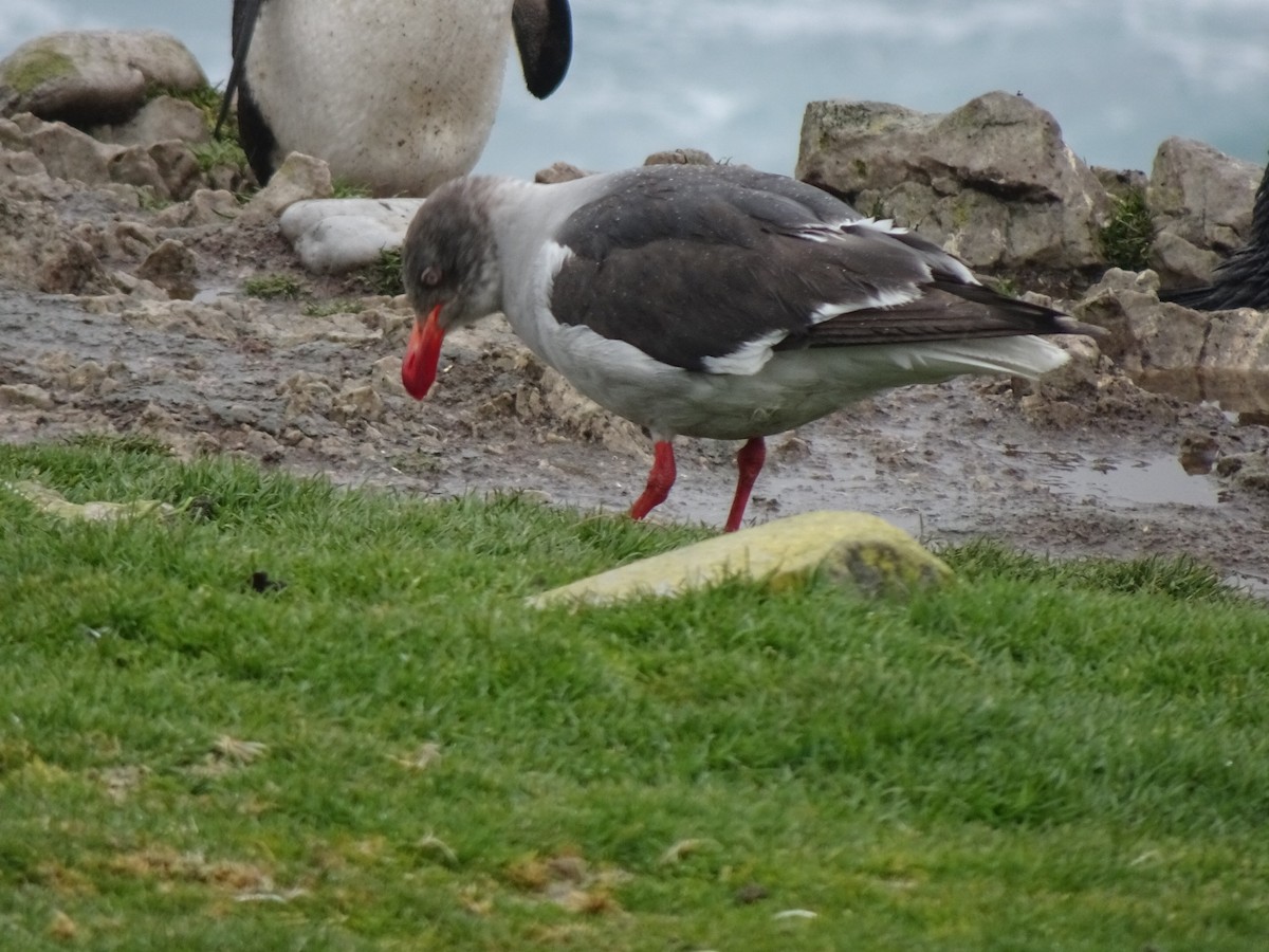 Dolphin Gull - ML646989896