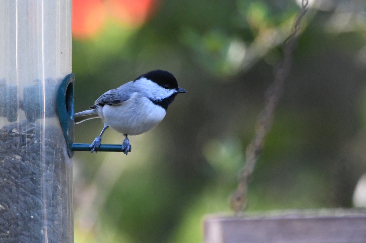 karolinameis - ML646989897