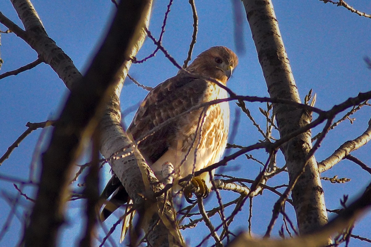 Red-tailed Hawk - ML646989901