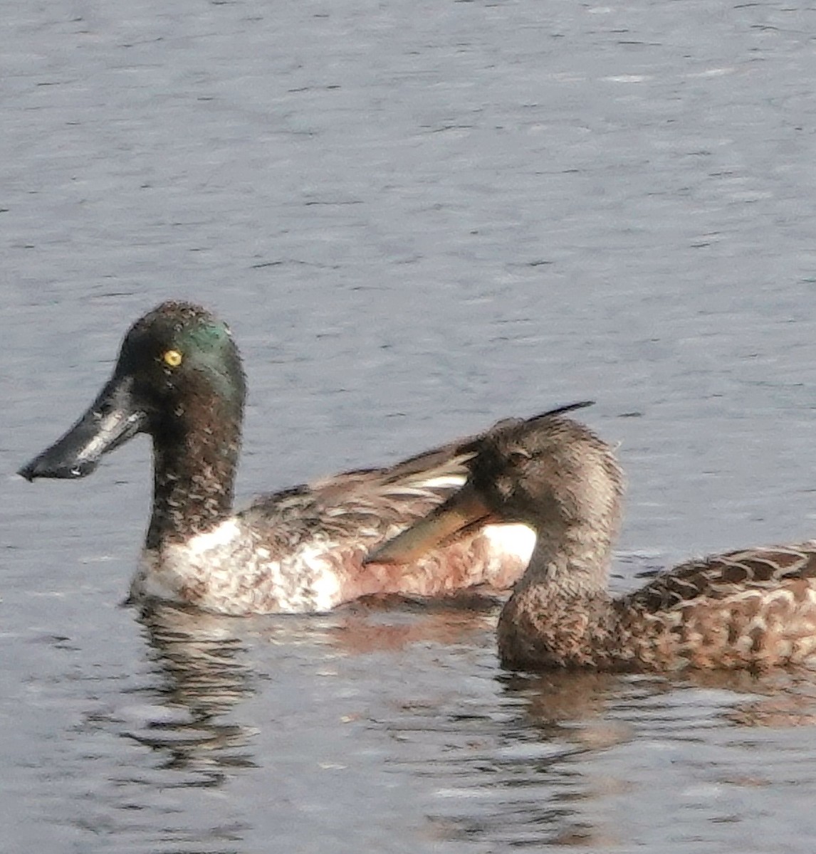 Northern Shoveler - ML646989906