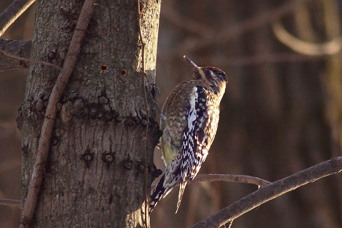 נקר צהוב-בטן - ML646989907