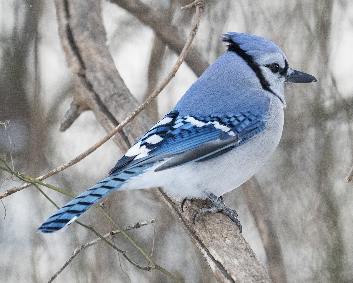 Blue Jay - ML646989910