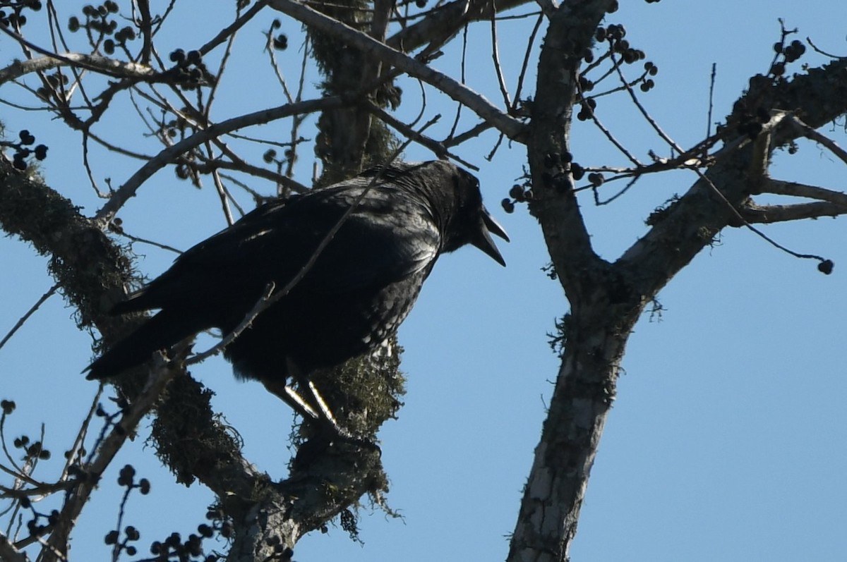 amerikakråke - ML646989912