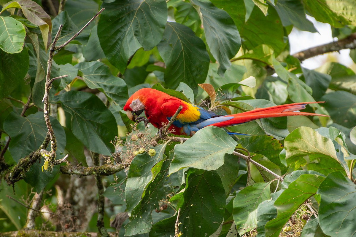 Красный ара - ML646989914