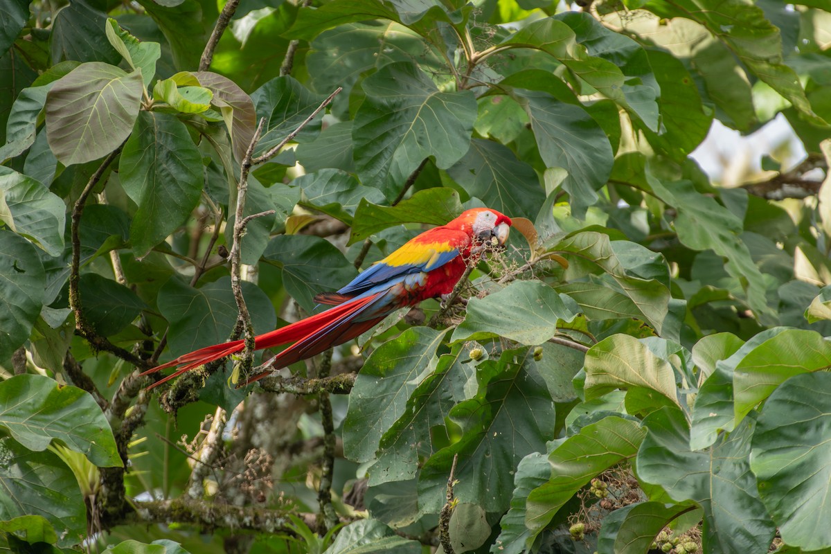 Красный ара - ML646989915