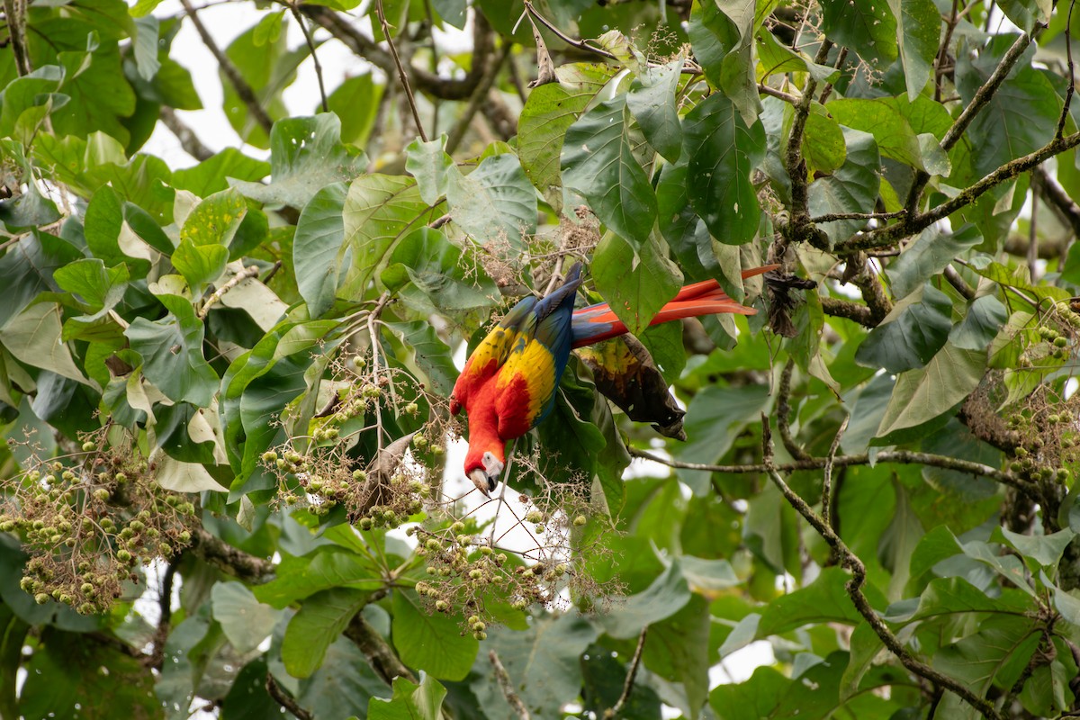 Красный ара - ML646989916