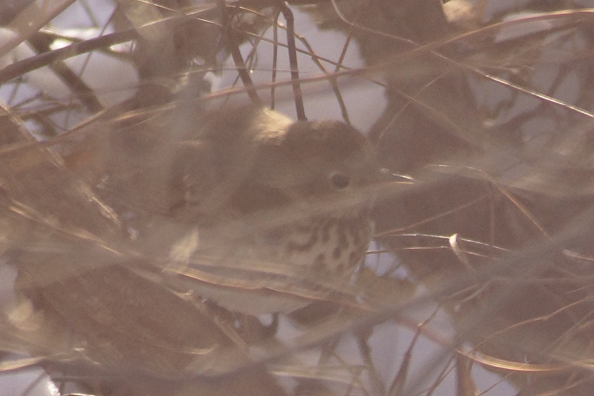 קיכלי חלוד-זנב - ML646989920