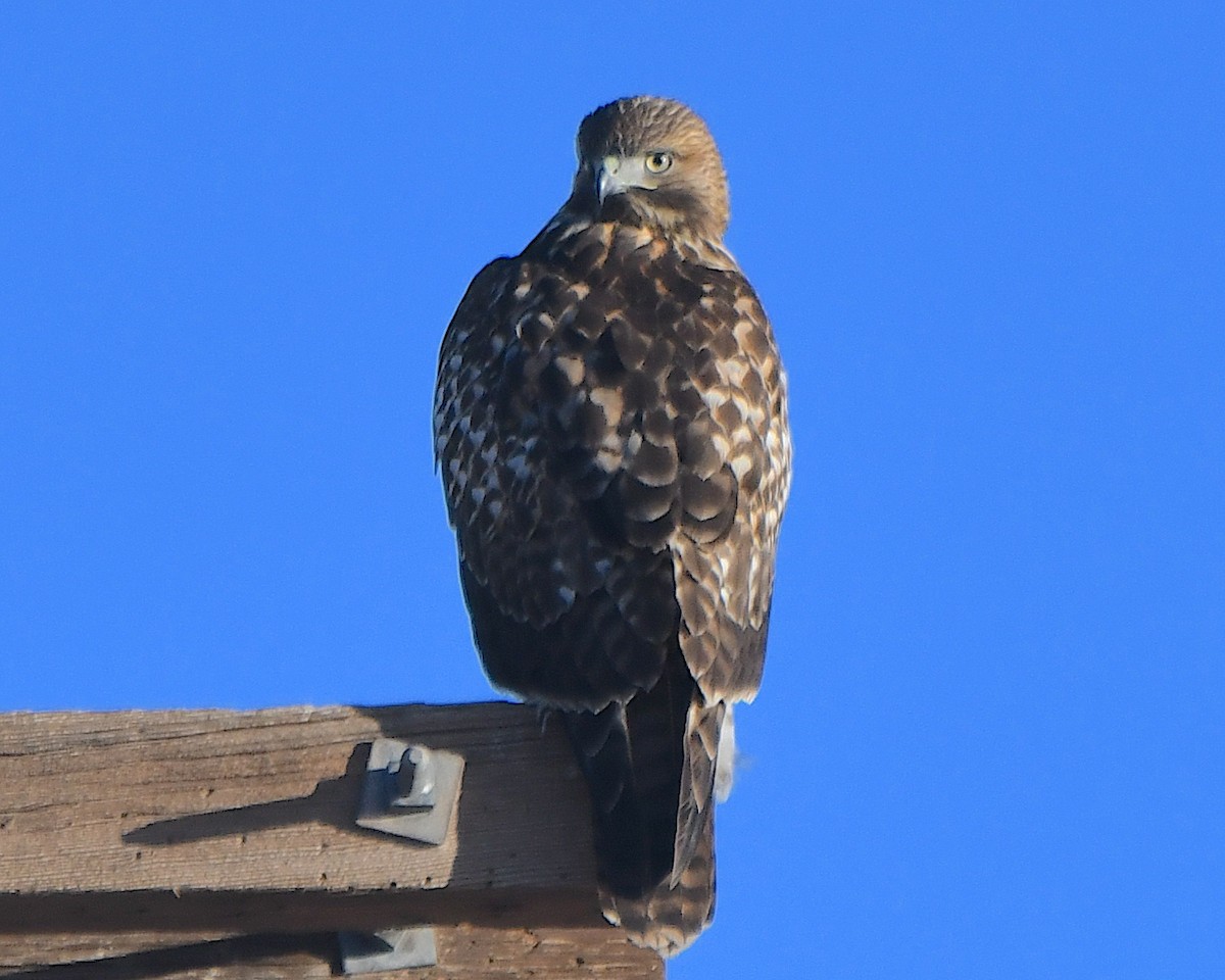 rødstjertvåk - ML646989921