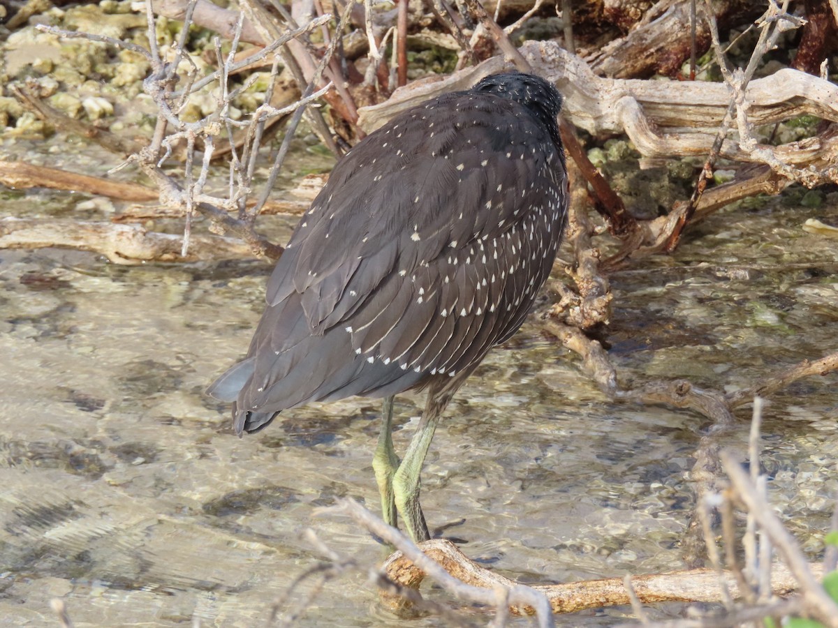 Bihoreau violacé - ML646989923