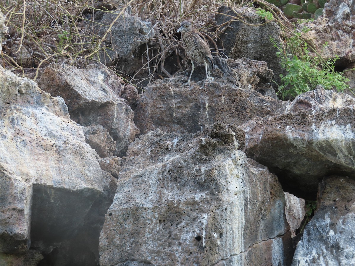 Bihoreau violacé - ML646989925