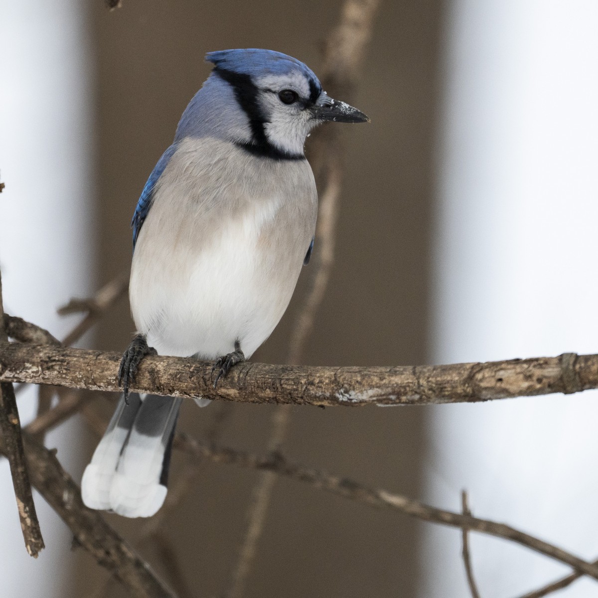 Blue Jay - ML646989926