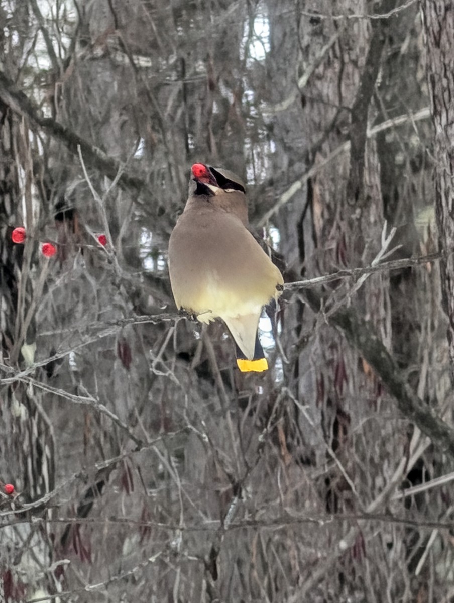 Cedar Waxwing - ML646989928