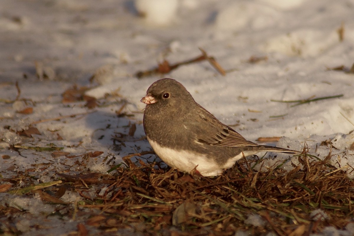 יונקו כהה-עין - ML646989930