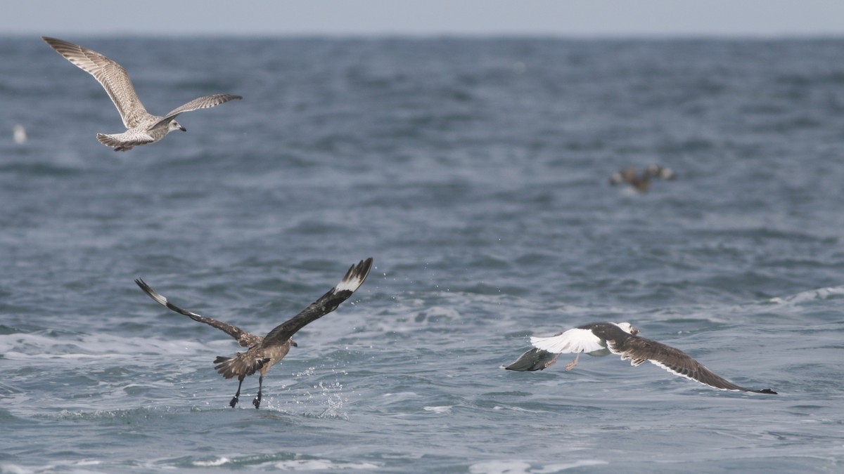 storjo - ML646989932