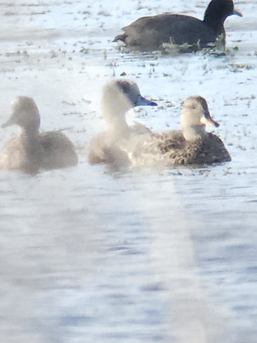 Gadwall - ML646989933