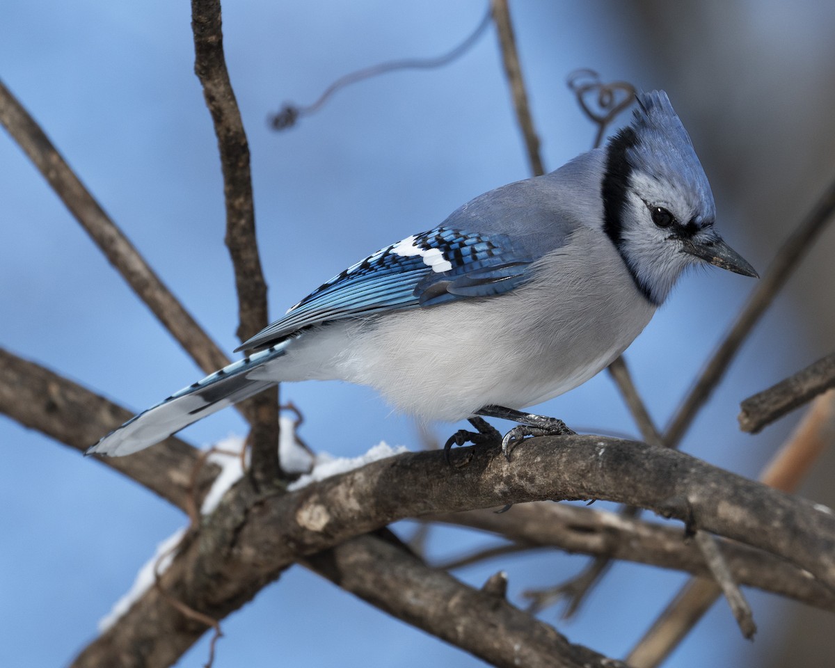 Blue Jay - ML646989935