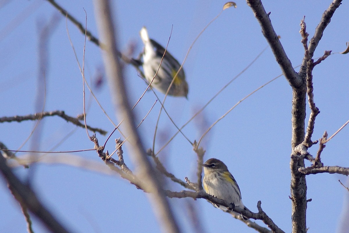סבכון הכתר - ML646989936