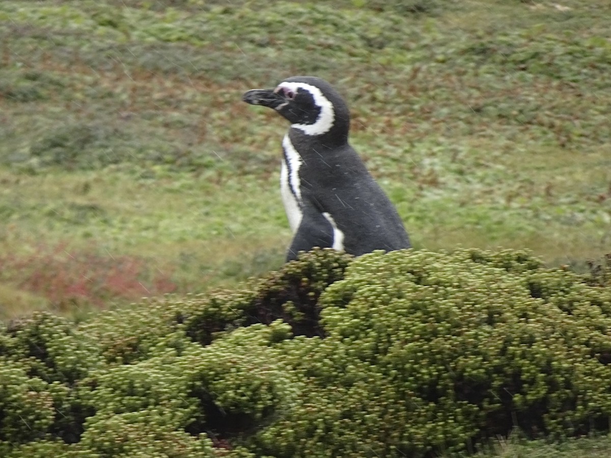 tučňák magellanský - ML646989938