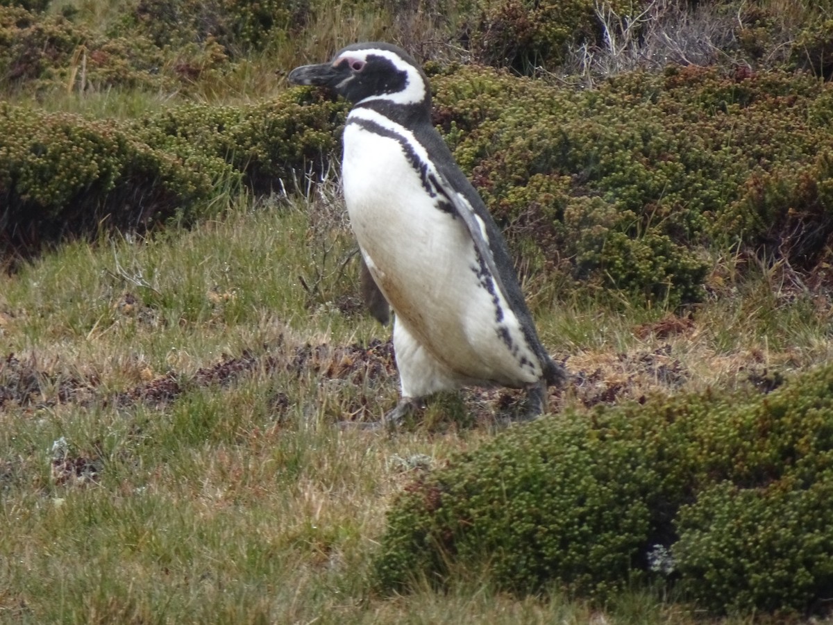 tučňák magellanský - ML646989939