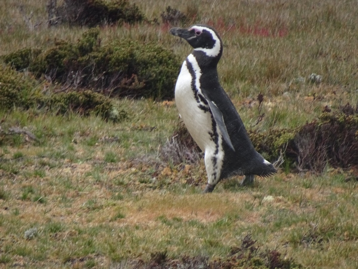 tučňák magellanský - ML646989940