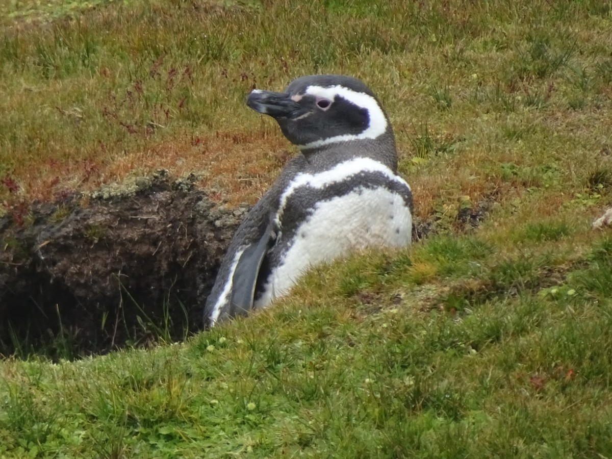 tučňák magellanský - ML646989941