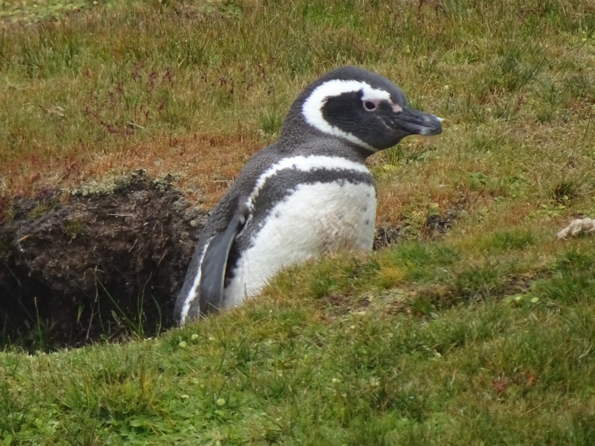 tučňák magellanský - ML646989942