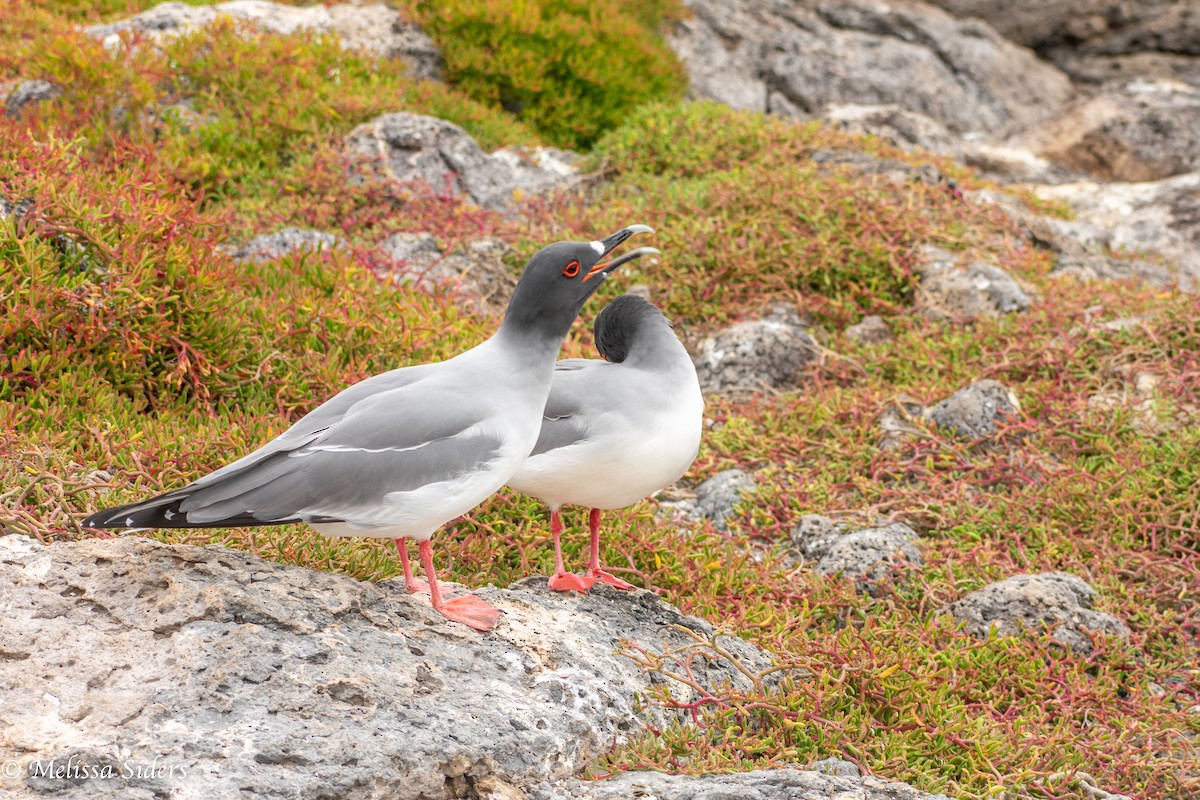 アカメカモメ - ML646989944