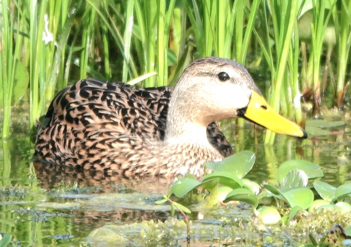 Mottled Duck - ML646989945