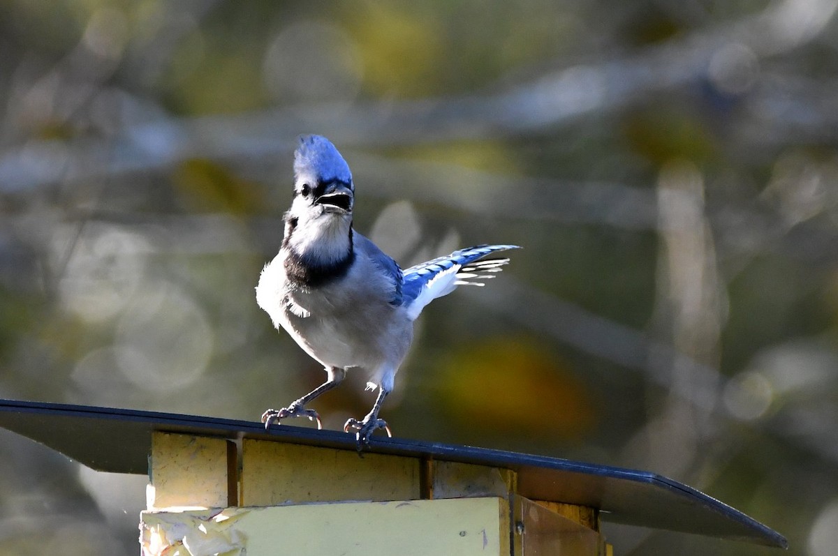 blåskrike - ML646989953