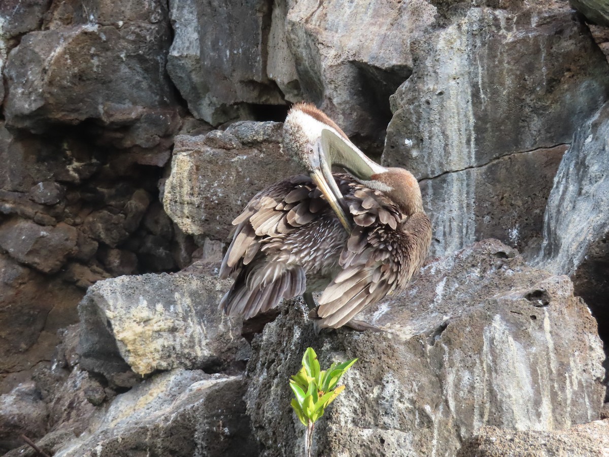 Pélican brun - ML646989962